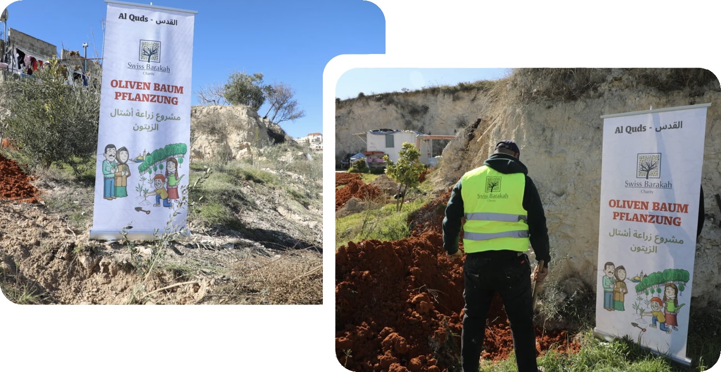 Un uomo sta piantando ulivi a Quds nell'ambito di un progetto di Barakah Charity.
