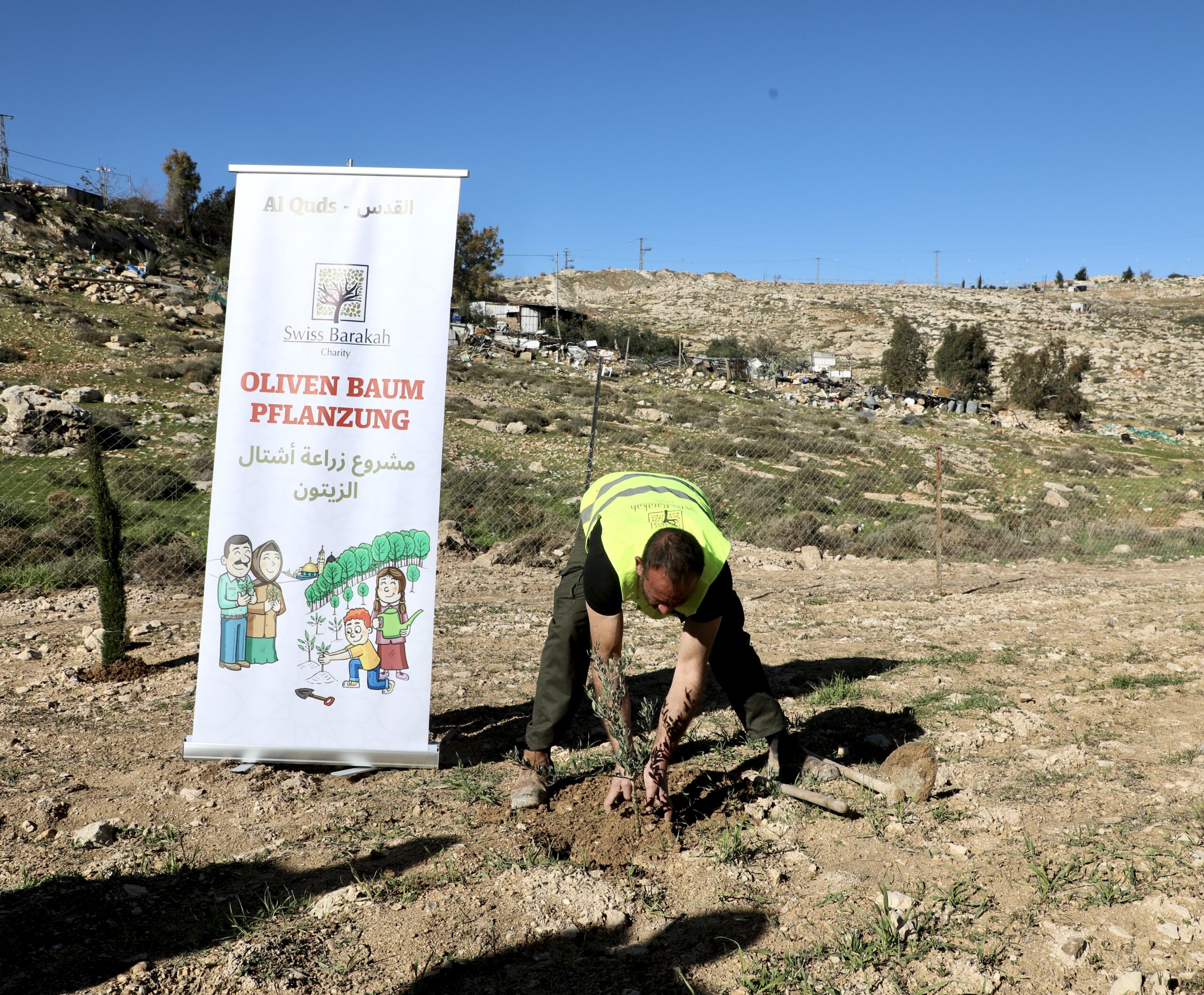 Un uomo pianta un albero di ulivo a Quds nell'ambito di un progetto di donazione e solidarietà.